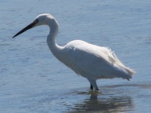 aigrette garzette